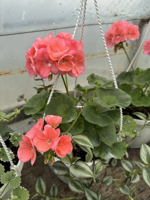 Пеларгонія, герань