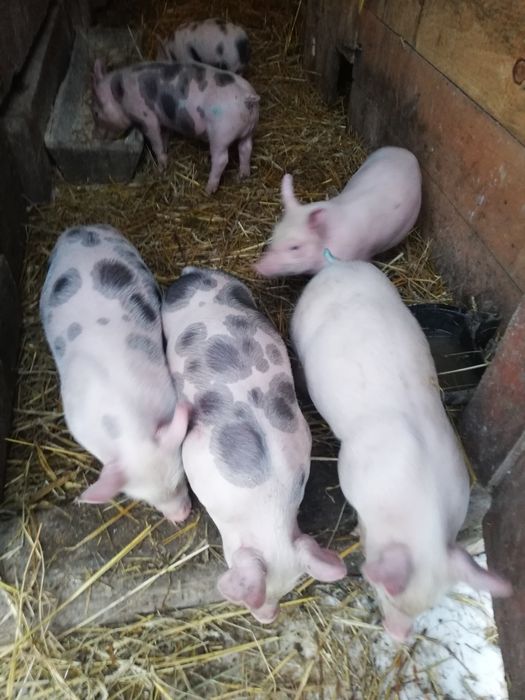 Продам  Поросята
