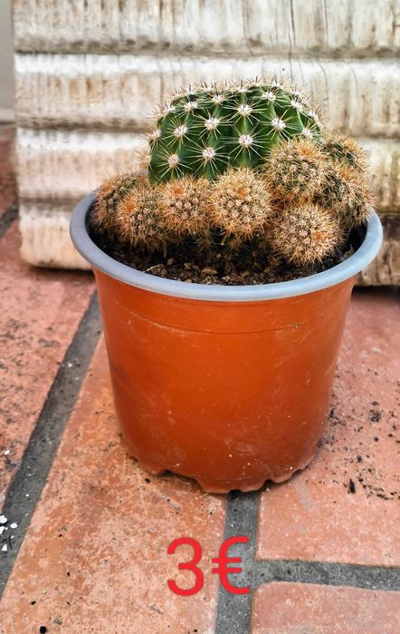 Catos Bola (género Echinopsis)