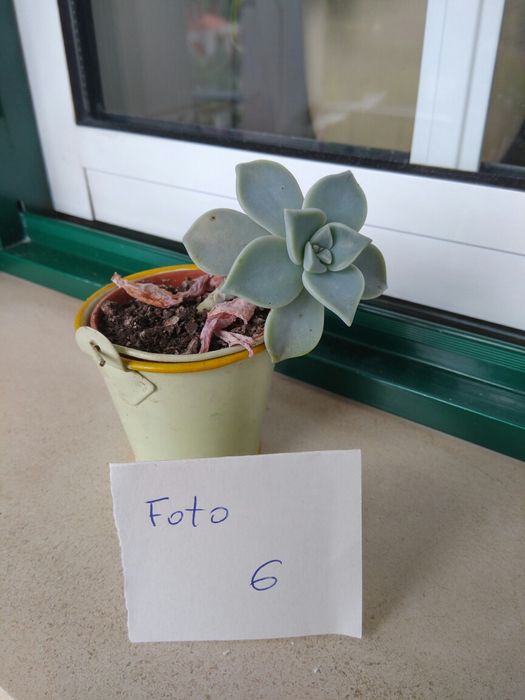 Suculentas. Ótimas para presentes.