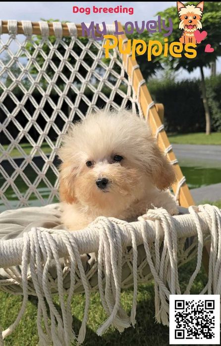 Maltipoo dziewczynka