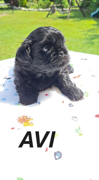 Shih-tzu piesek ZKwP FCI