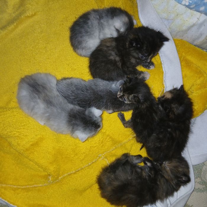 Віддам гарних котиків