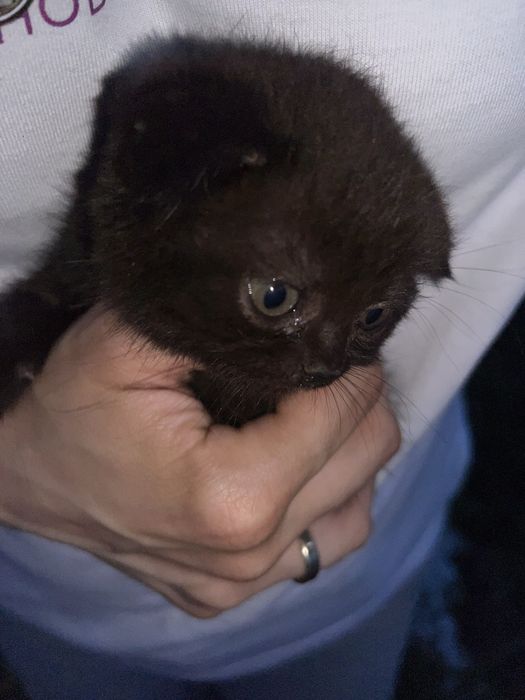 Дуже милі кошенята