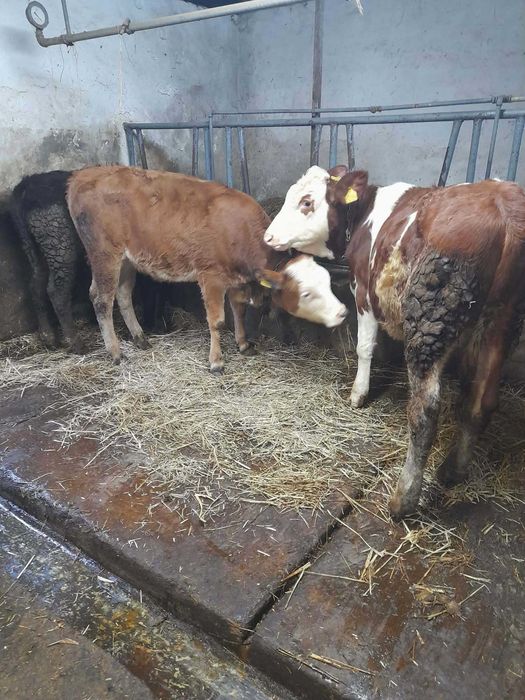 Sprzedam byczki i jałóweczki