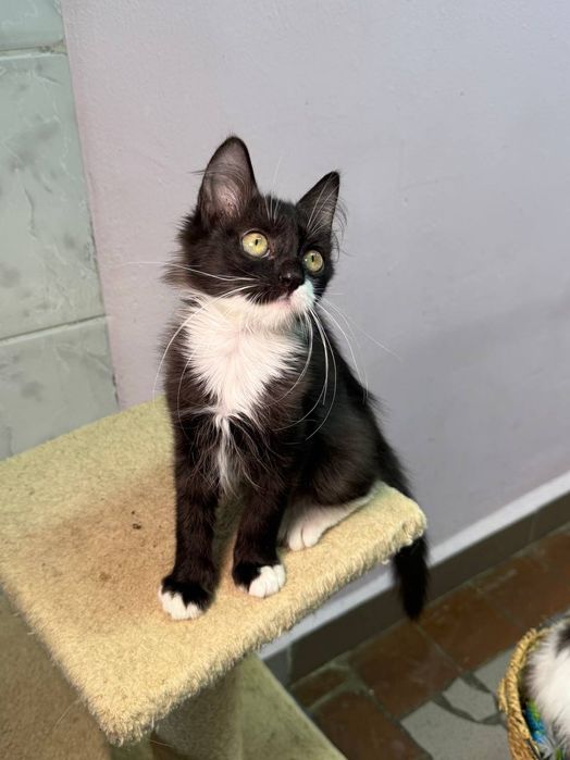 Кошенята в надійні руки