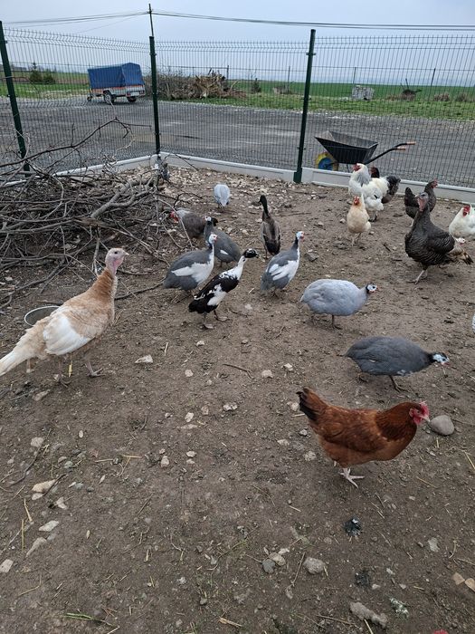 Sprzedam jajka legowe perliczki