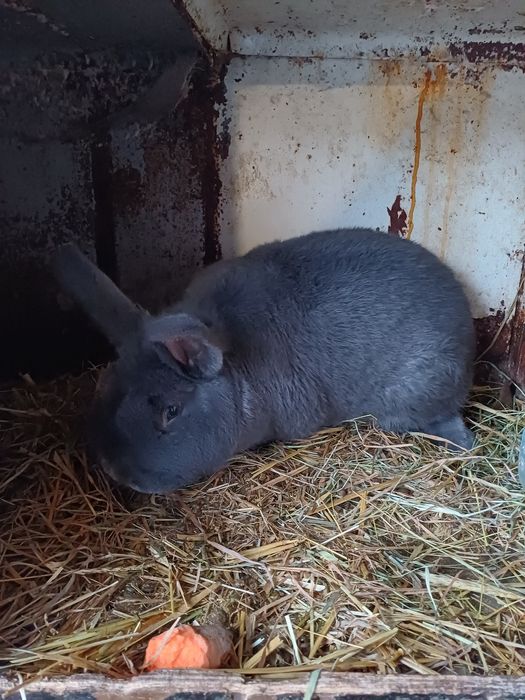 Wiedeński Niebieski Para