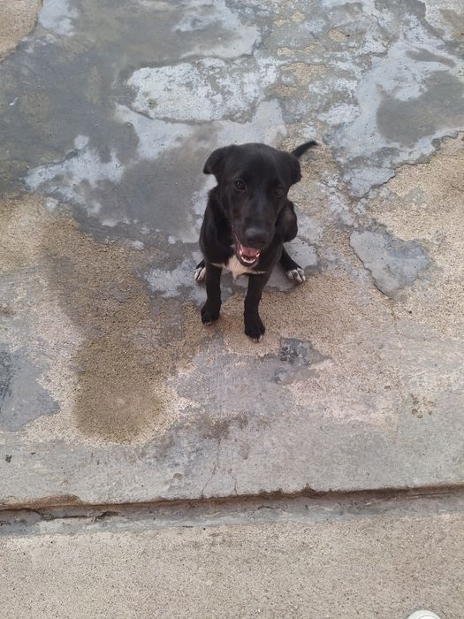 Dou Cão com 5 meses ,para adoção responsavel