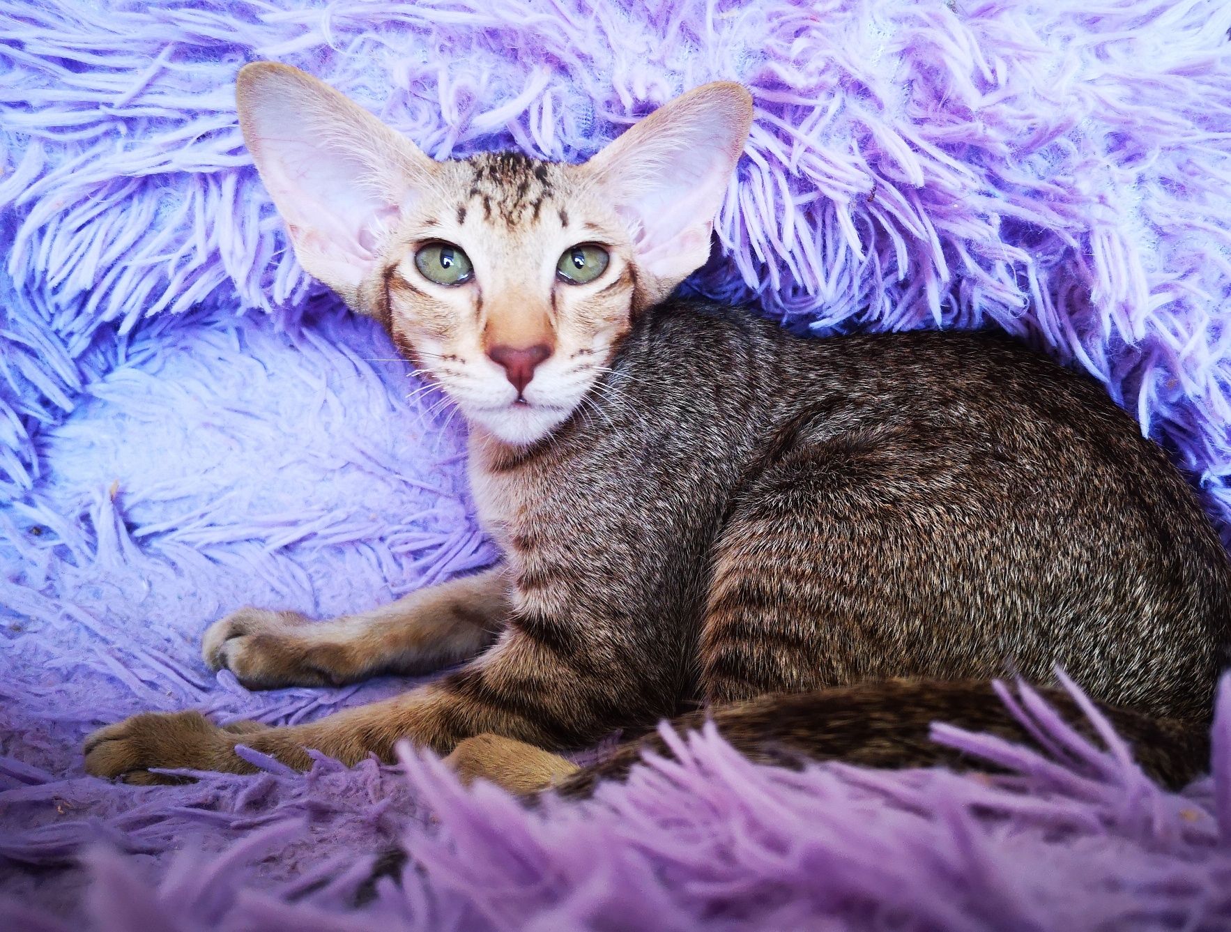Ориентальные котята: 450 € - Коти Київ на Olx