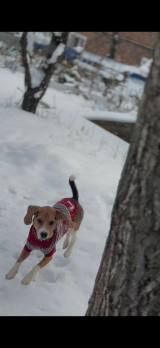 Собака породи Бігль