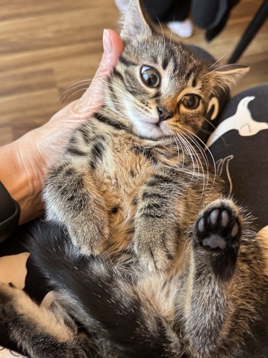 Kotka 7 tyg do adopcji