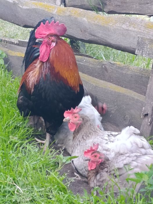 Маран голубо-мідний інкубаційне яйце