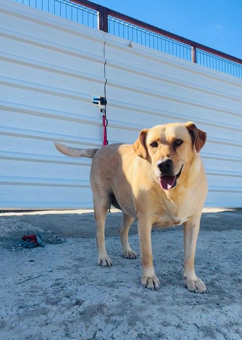 Pipoca - Para Adopção