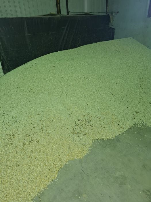 Groch siewny astronaute