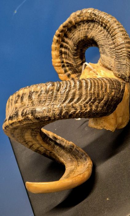 rogi barana / muflona trofea mysliwskie