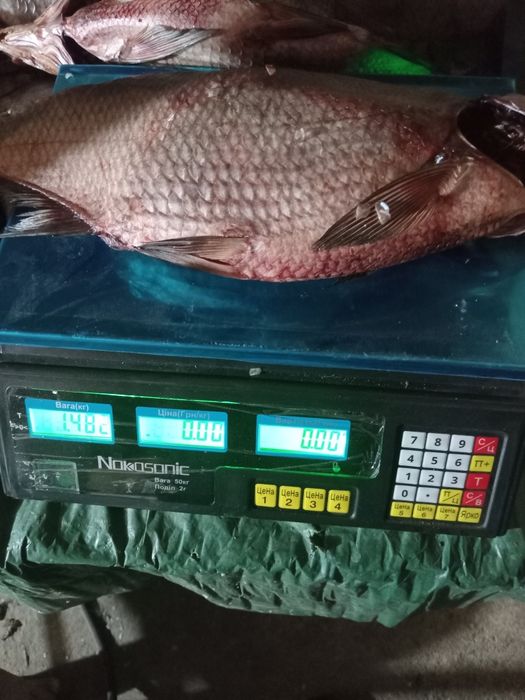 Тарань з плотви,кутума,окуня,рибця,под ляща