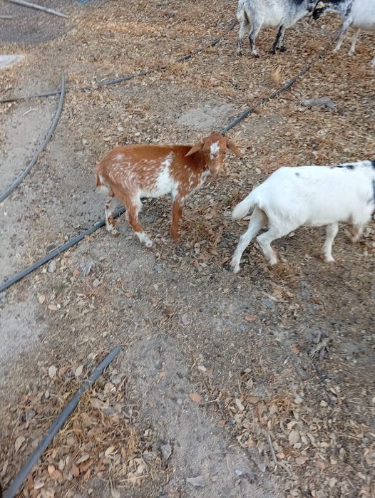 Cabras anãs com 3 meses