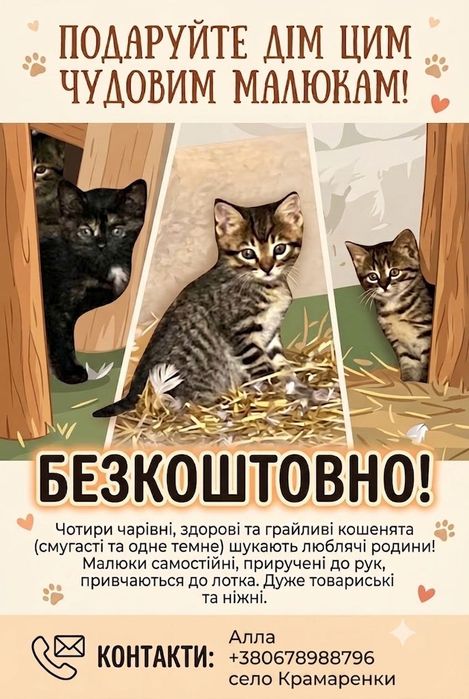 Чудові кошенята (1,5 міс) шукають родину