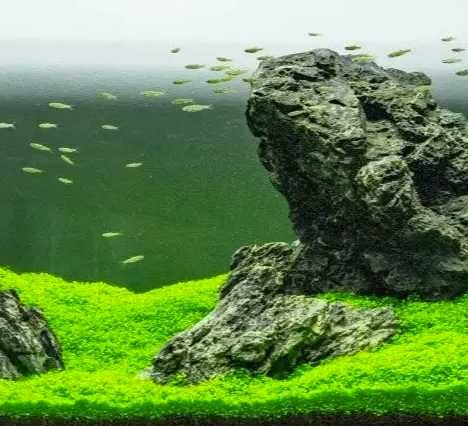 Микрантемум Монте Карло. Почвопокровное аквариумное растение