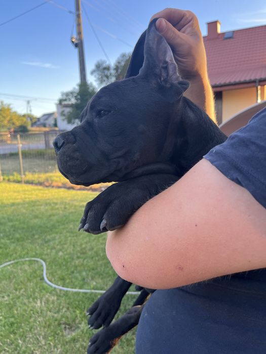 Cane Corso suczka