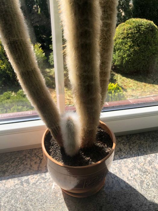 Kaktus 112 cm wysoki 4 pędowy