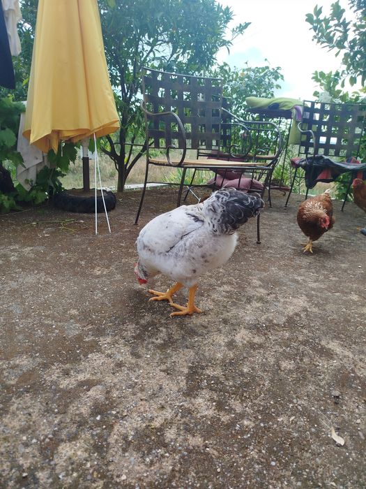 Galo Novo raça sunsex