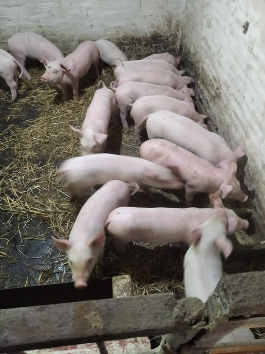 Поросята порода ландрас+петрен