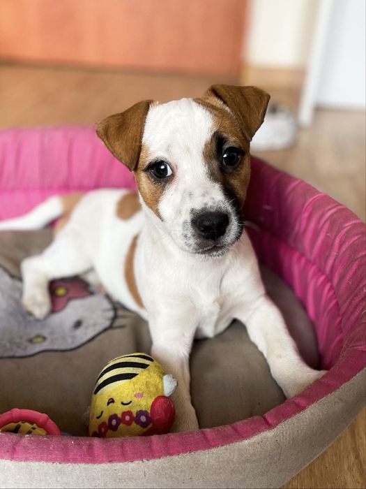 Jack Russell Terrier - sunia