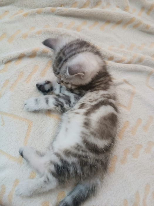 Продам шотландских котят