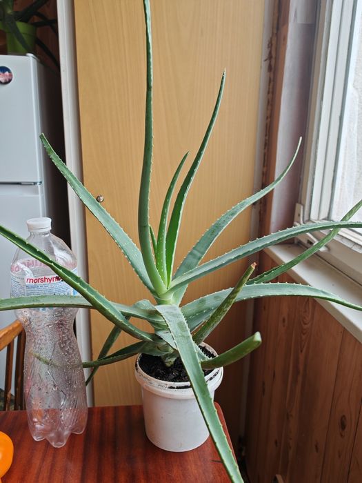 Алое чотирирічний