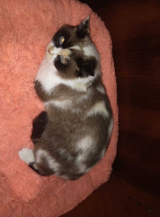 Голубоглазая красотка