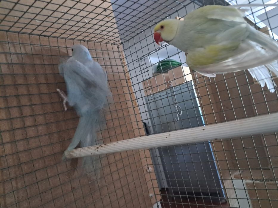 Rede casal de ring neckes