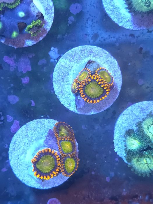 Zoas, corais de água salgada