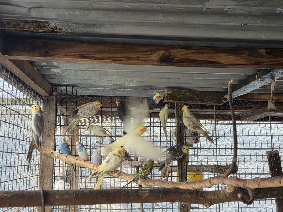 Sprzedam papugi nimfy