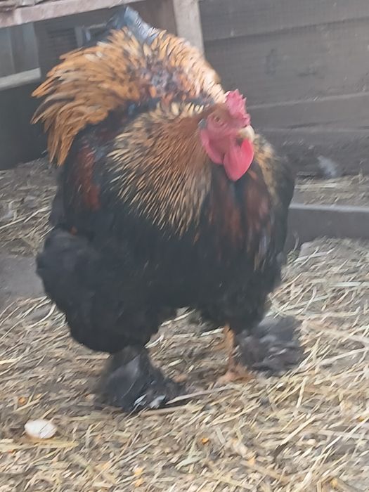 Яйця інкубаційні породи Брама.