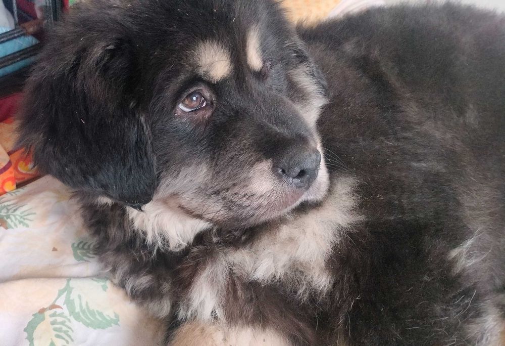 Цуценя тибетского мастіфа