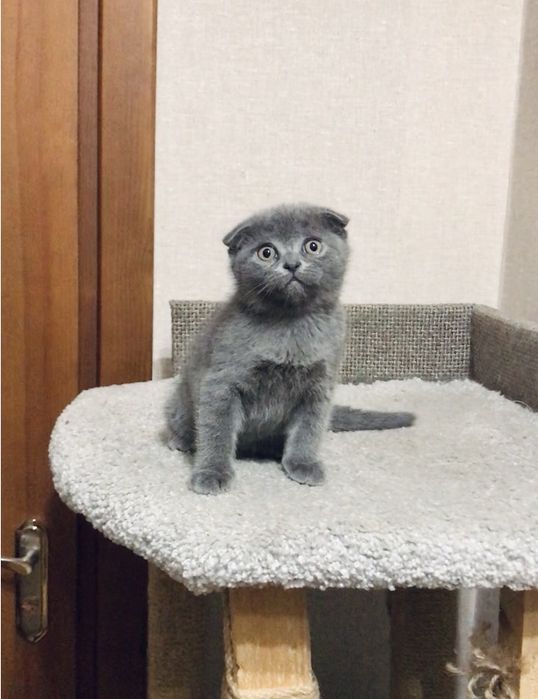 Scottish fold  ( дівчинка)