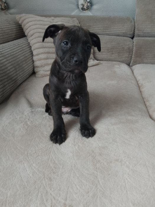 Szczeniak Pitbull