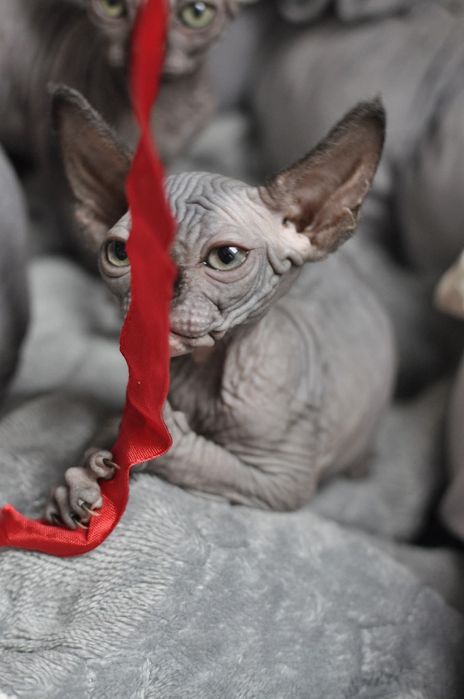 Sfinks kocurek extremalny typ