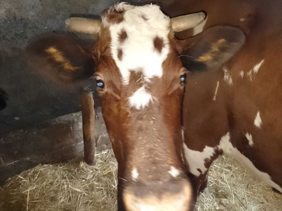 Продам тельную корову