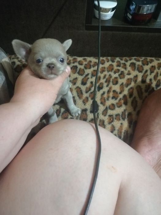 Мини маленький мальчик