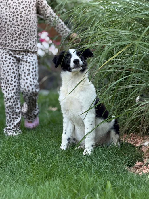 Piesek czarno bialy border collie