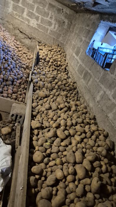 Ziemniaki jadalne Denar