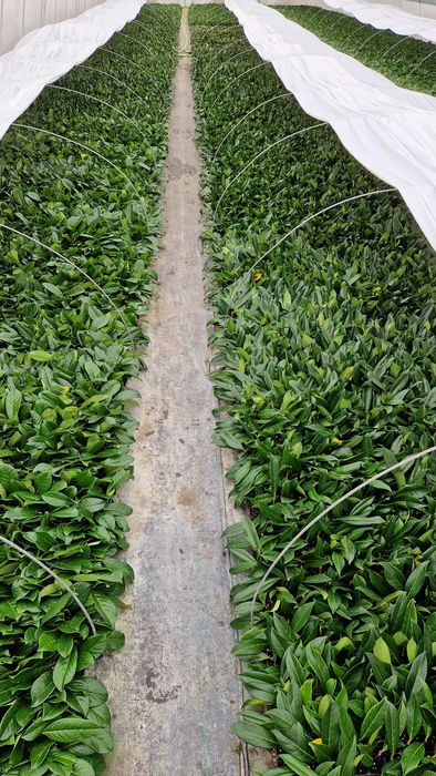 Laurowiśnia Novita Sadzonki