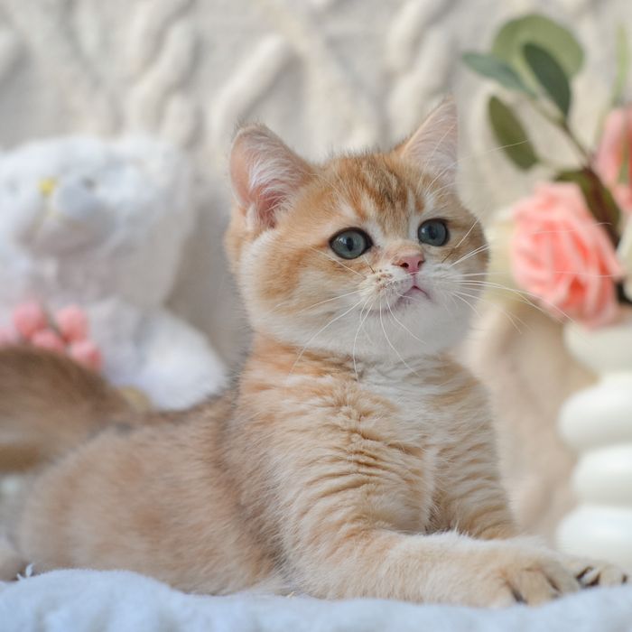 Британський котик Oнikс