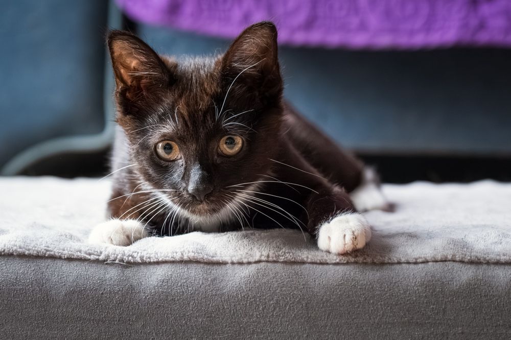 Samba i Rumba – mama i córka, które szukają wspólnego, spokojnego domu