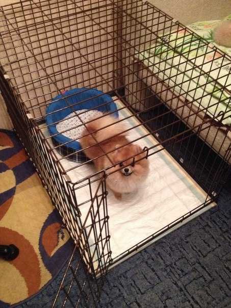 Нові клетка S-XXL переноска место дом будка для собак кошки на вирост