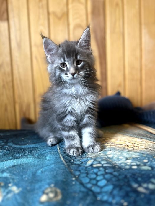 Кошеня мейн-кун пропонуються