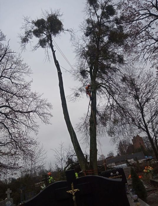 Wycinka drzew trudnych . Czyszczenie działek za materiał
